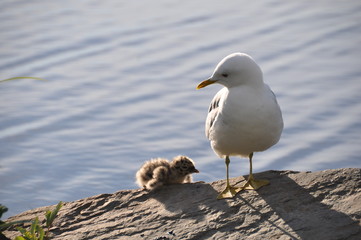 Baby Seagull with Dad