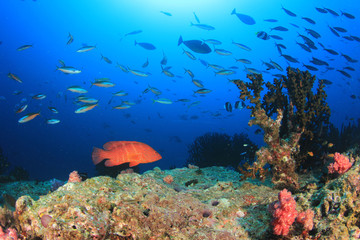 Naklejka na ściany i meble Underwater coral reef and fish in ocean