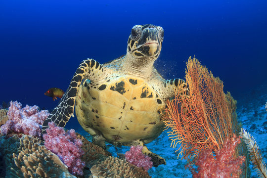 Hawksbill Sea Turtle eating coral on underwater reef