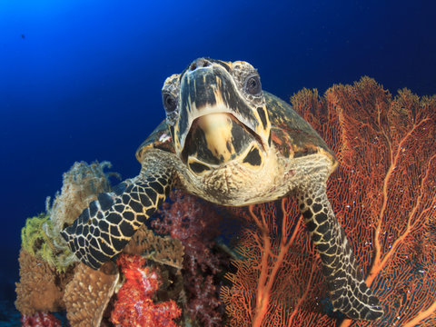 Hawksbill Sea Turtle eating coral on underwater reef