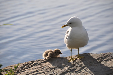 Seagull Looking at His Baby