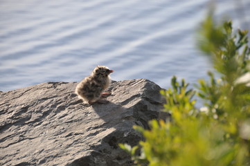 Baby Seagull 2