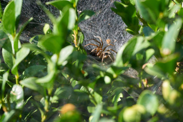 A spider is eating victim in hidden nest