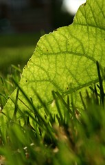 Sunlight Leaf