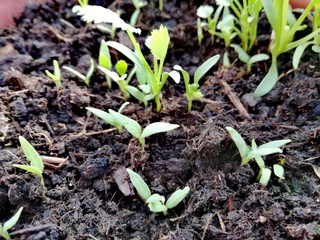 Young planet are growing up in the garden