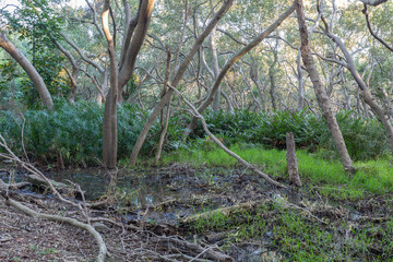 The Wynnum mangroves at sunrise. Queensland Australia
