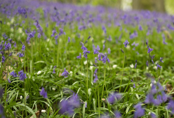 bluebell woods