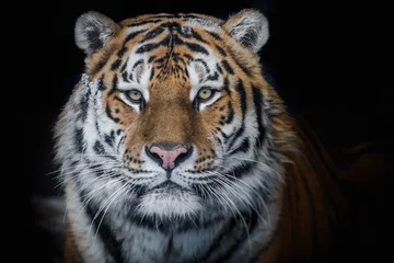 Deurstickers Amoer tijger © Александр Денисюк