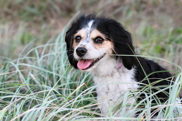 Small Cute Fluffy Dog Sitting In Long Grass Tongue Out Looking To The Side