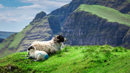 Naklejka premium Beautiful view to sheeps in Quiraing in Scotland