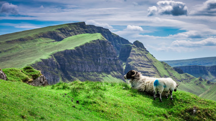 Obraz premium Sheeps in Quiraing in Quiraing, Scotland, UK