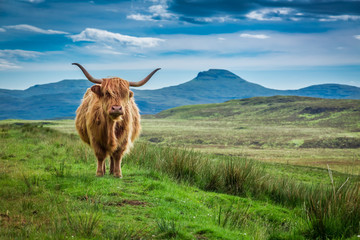 Grazing highland cow in Isle of Skye in Scotland - obrazy, fototapety, plakaty