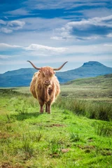Fototapeten Pelzige Hochlandkuh auf der Isle of Skye in Schottland © shaiith