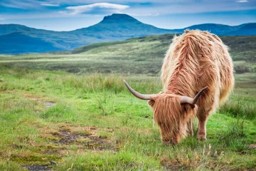 Papier Peint photo Lavable Vache Le pâturage des vaches des Highlands en Ecosse au Royaume-Uni