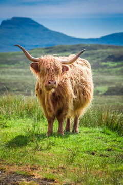 Furry highland cow in Scotland in UK