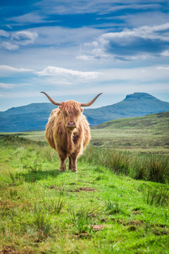 Furry highland cow in Isle of Skye in Scotland