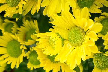 Beautiful Compositae flower