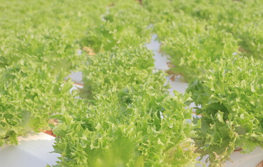 Fototapeta na wymiar Frillice Iceberg Hydroponic Vegetable, Method of Growing Plants in Nutrient Water, Closeup