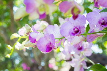 Orchid flowers in Thailand