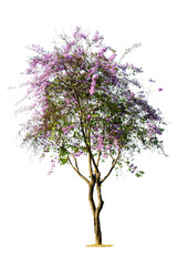 Obraz premium Tree ( Lagerstroemia speciosa ) isolated on white background