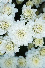 Beautiful Composite white flower