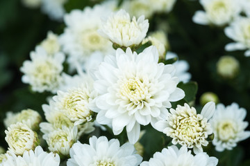 Beautiful Composite white flower