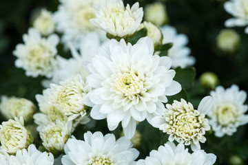 Beautiful Composite white flower