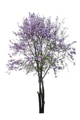 purple tree (Lagerstroemia) isolated on white background