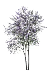 Crédence de cuisine en verre imprimé Arbres purple tree (Lagerstroemia) isolated on white background