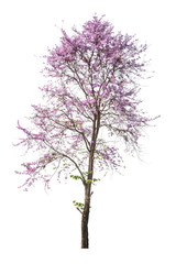 purple tree (Lagerstroemia) isolated on white background