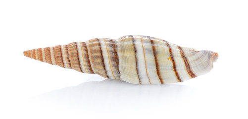 sea shell isolated on white background
