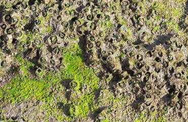 Текстура морского дна