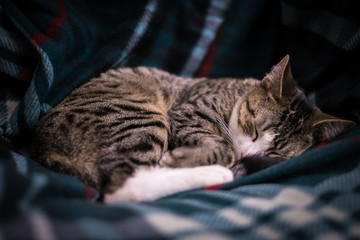 Adorable Black and White Cat Portrait on the Couch