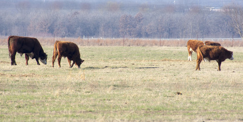 Grazing rights 2