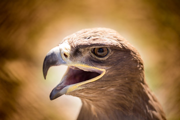 Portrait of an eagle in a park