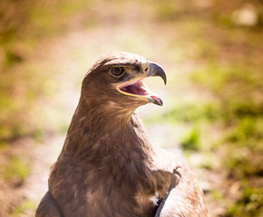 Portrait of an eagle in a park