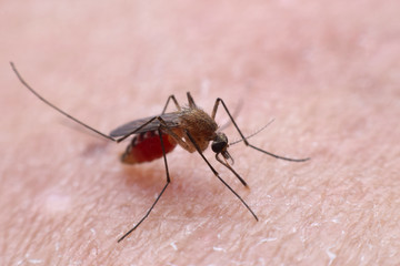 mosquito