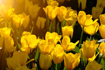 Yellow tulips