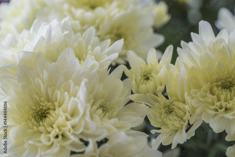 Wall mural closeup of yellow chrysanthemum