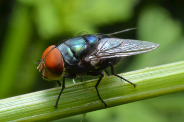 Blow fly 2