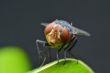 Blow fly 1