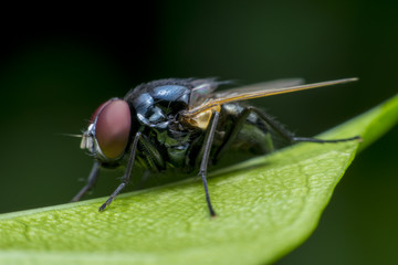 Blow fly 3
