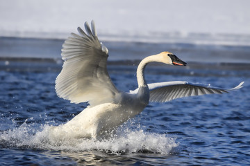 Fototapeta premium Swan Landing Splash 1