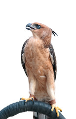 Portrait of the face of the crested Goshawk