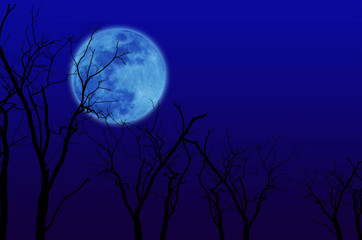 Fototapeta na wymiar Trees group full moon