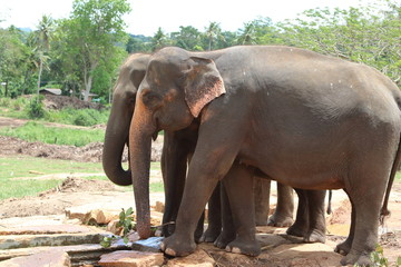 Fototapeta na wymiar Pinnawala Elephants 6