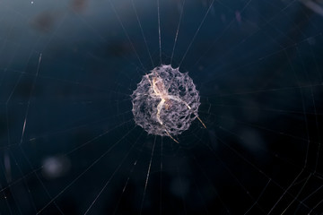 Spider moth caught in its web