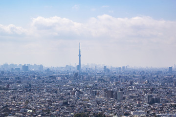 Fototapeta premium Sky Tree