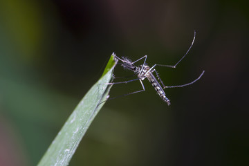 mosquito on green Leave