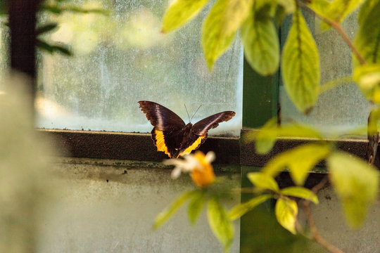 Golden birdwing butterfly, Troides aeacus